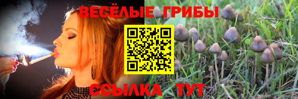 Галлюциногенные грибы прущие грибы Тайшет